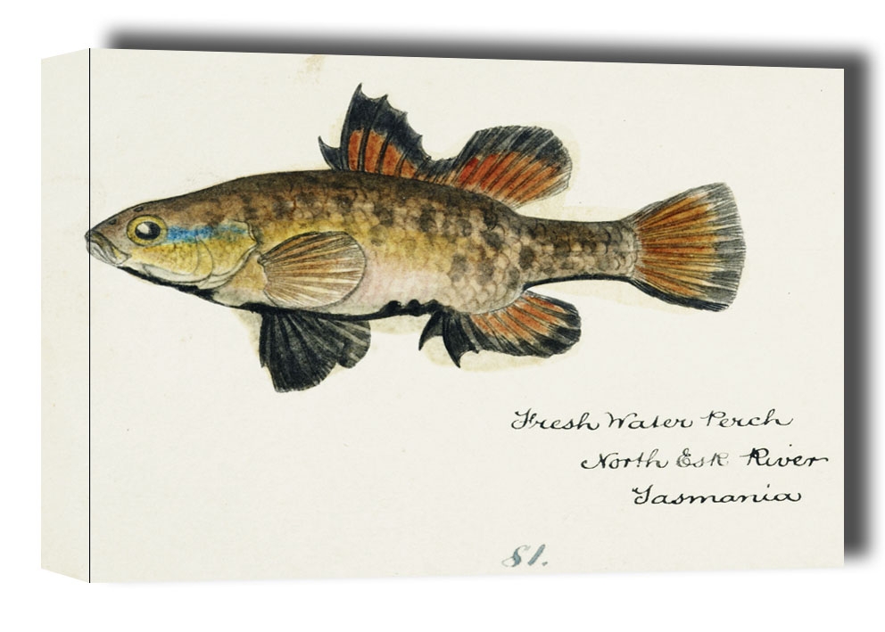 Image of Antique fish Nannoperca australis, F. E. Clarke - obraz na płótnie Wymiar do wyboru: 40x30 cm