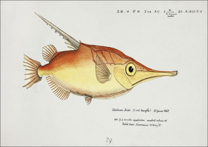 Image of Antique fish macrorhamphosus scolopax snipefish, F. E. Clarke - plakat Wymiar do wyboru: 70x50 cm