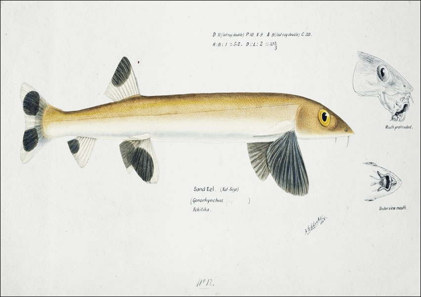 Image of Antique fish gonorynchus fosteri sand fish, F. E. Clarke - plakat Wymiar do wyboru: 50x40 cm