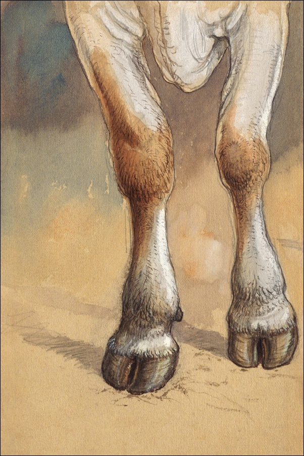 Image of Forelegs of a Standing Cow or Ox, Newport, Samuel Colman - plakat Wymiar do wyboru: 29,7x42 cm