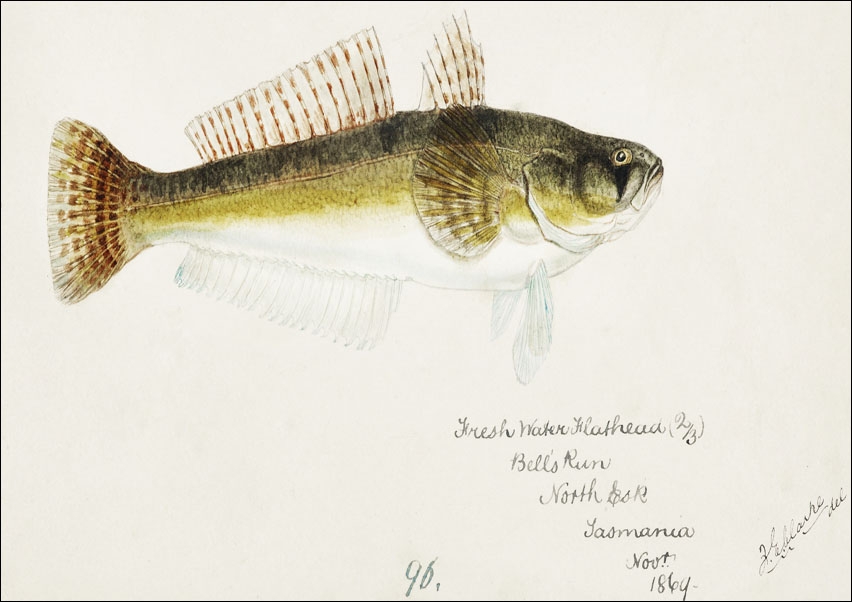 Image of Antique fish platycephalus bassensis, F. E. Clarke - plakat Wymiar do wyboru: 70x50 cm