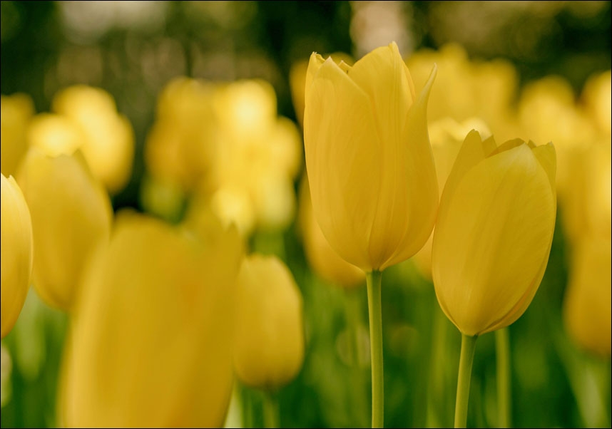 Image of Żółte tulipany - plakat Wymiar do wyboru: 40x30 cm