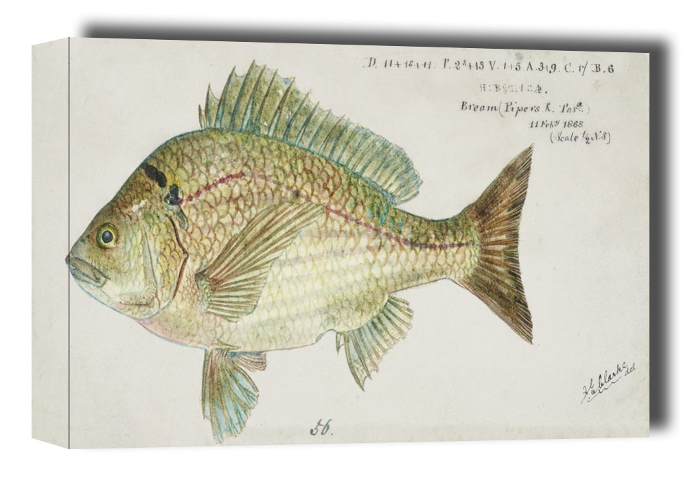 Image of Antique fish acanthopagrus butcheri black bream, F. E. Clarke - obraz na płótnie Wymiar do wyboru: 50x40 cm