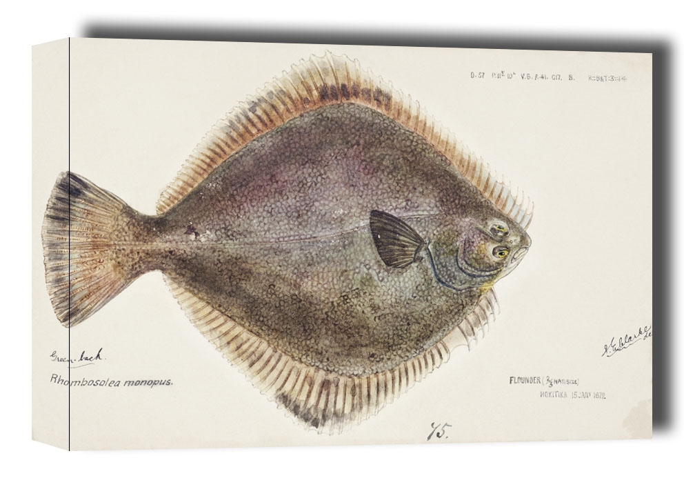 Image of Antique fish Rhombosolea tapirina, F. E. Clarke - obraz na płótnie Wymiar do wyboru: 100x70 cm