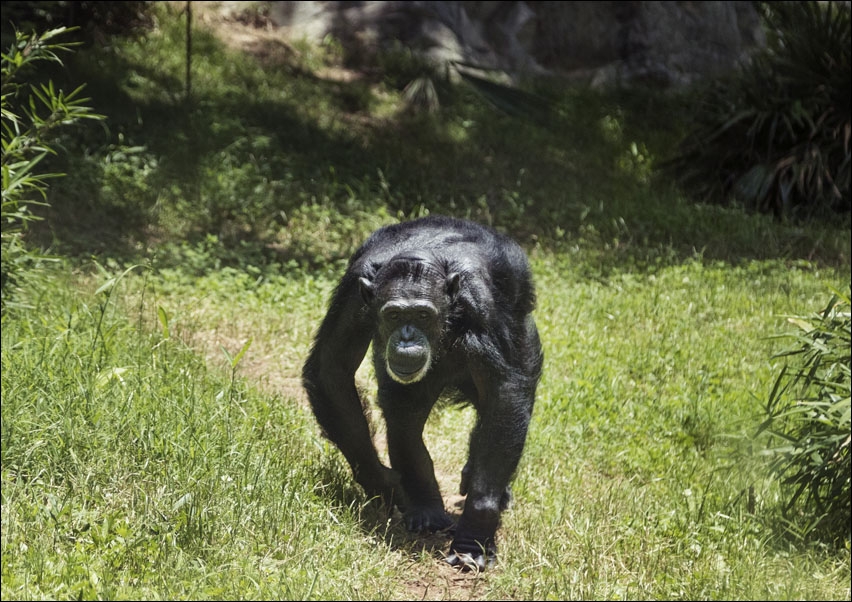 Image of Chimpanzee at the North Carolina Zoological Park in Asheboro, North Carolina, Carol Highsmith - plakat Wymiar do wyboru: 29,7x21 cm