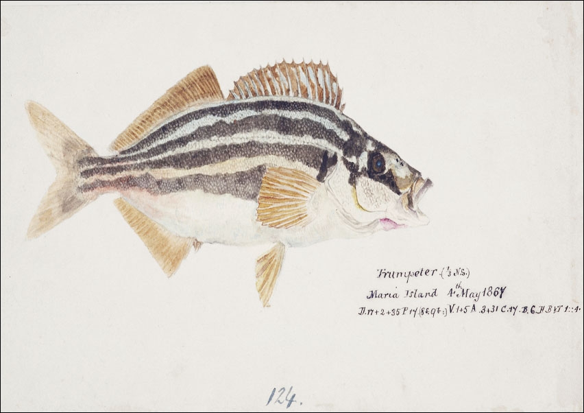 Image of Antique fish latris lineata common trumpeter, F. E. Clarke - plakat Wymiar do wyboru: 50x40 cm