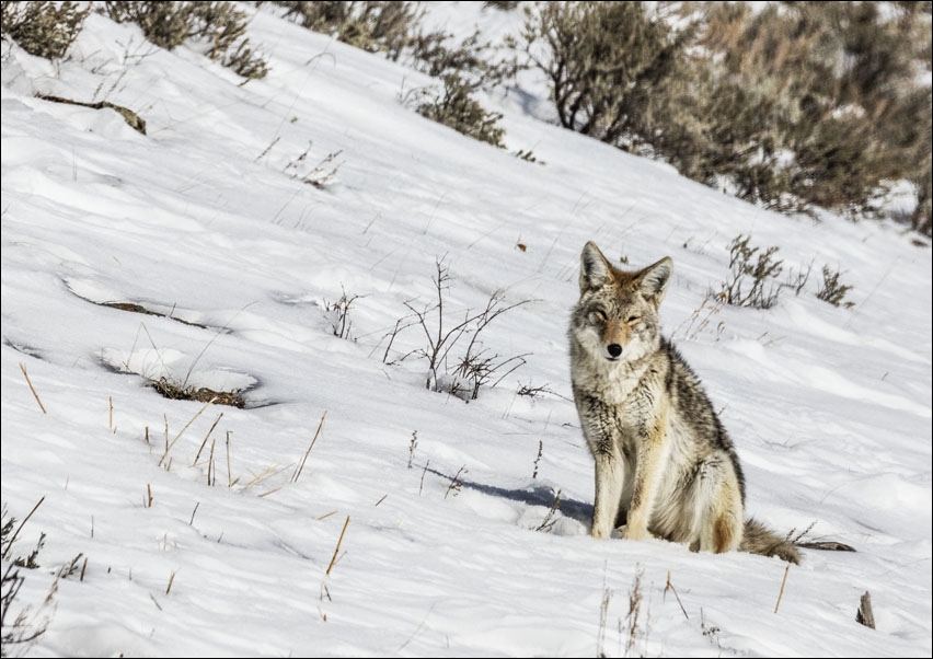 Image of A lone and lean coyote, Carol Highsmith - plakat Wymiar do wyboru: 84,1x59,4 cm