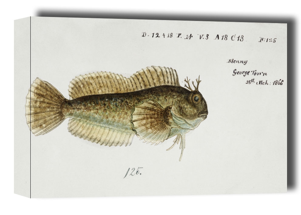 Image of Antique fish blenniidae blenny, F. E. Clarke - obraz na płótnie Wymiar do wyboru: 60x40 cm