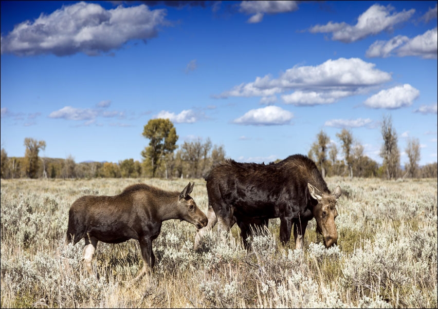 Image of Moose graze in Grand Teton National Park in northwest Wyoming, Carol Highsmith - plakat Wymiar do wyboru: 40x30 cm