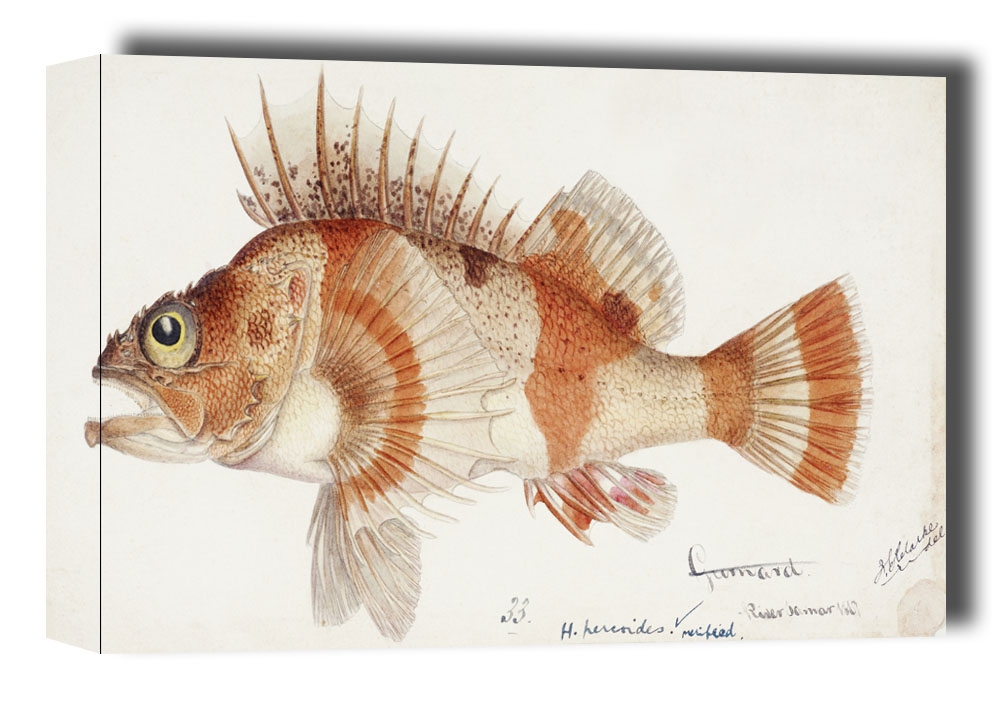 Image of Antique fish helicolenus percoides perch, F. E. Clarke - obraz na płótnie Wymiar do wyboru: 40x30 cm