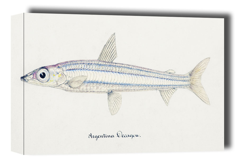 Image of Antique drawing watercolor fish Argentina Elongata marine life, F. E. Clarke - obraz na płótnie Wymiar do wyboru: 50x40 cm