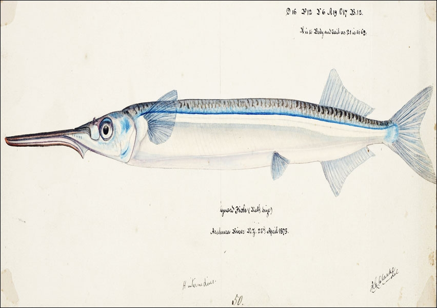 Image of Antique fish Hyporhamphus Melanochir, F. E. Clarke - plakat Wymiar do wyboru: 91,5x61 cm