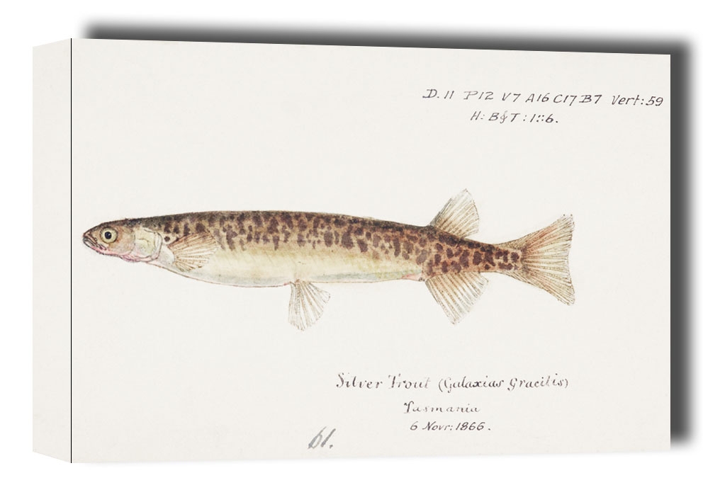 Image of Antique fish galaxias gracilis dwarf inanga, F. E. Clarke - obraz na płótnie Wymiar do wyboru: 40x30 cm