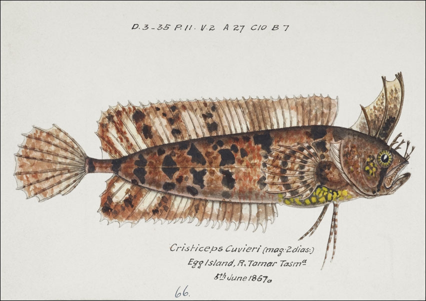 Image of Antique fish possibly cristiceps australis weedfish, F. E. Clarke - plakat Wymiar do wyboru: 100x70 cm