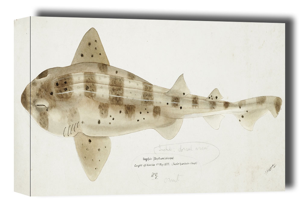 Image of Antique fish Carpet Shark, F. E. Clarke - obraz na płótnie Wymiar do wyboru: 50x40 cm