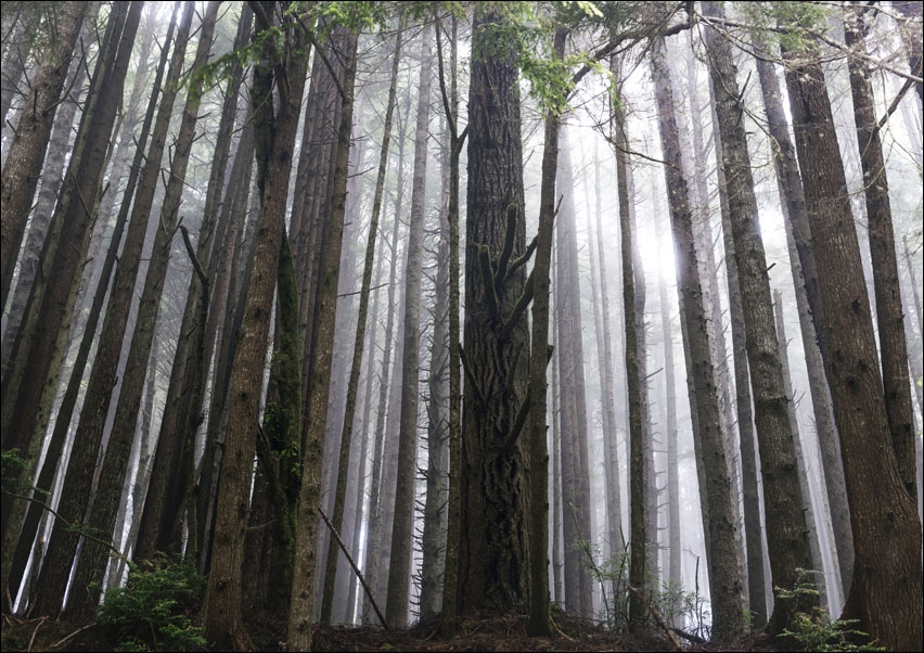 Image of Northern California. Old Mammoth Road, Carol Highsmith - plakat Wymiar do wyboru: 40x30 cm