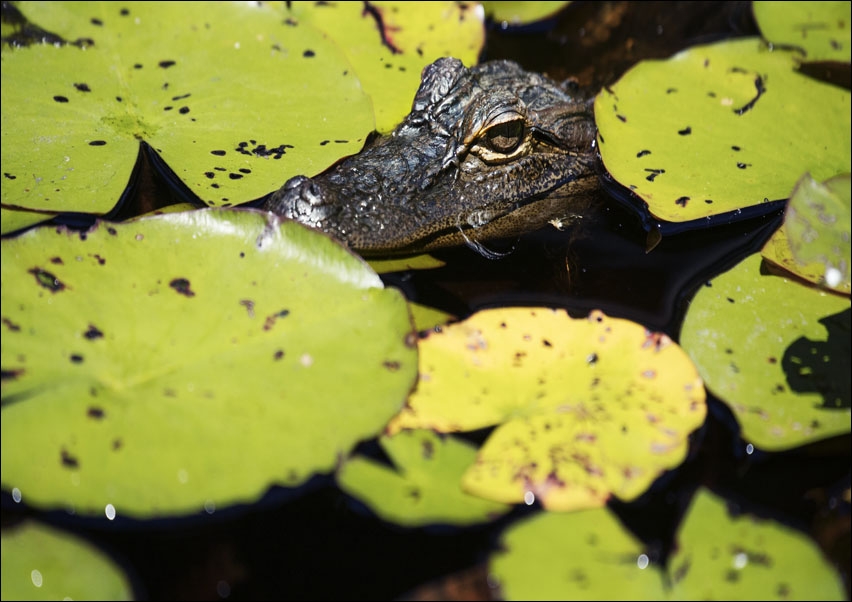 Image of The Okefenokee Swamp Park in Waycross, Georgia, Carol Highsmith - plakat Wymiar do wyboru: 30x20 cm