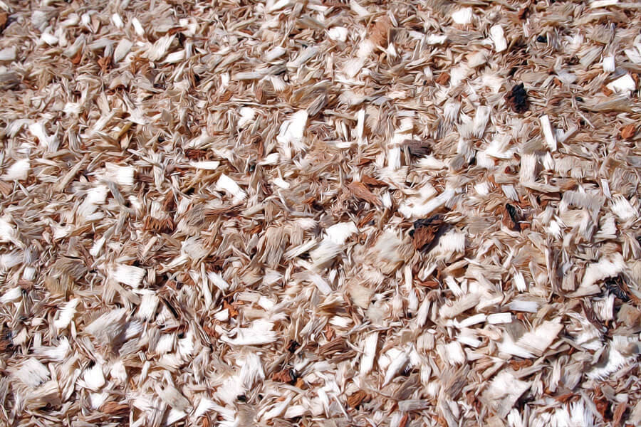 Image of Trociny - plakat Wymiar do wyboru: 80x60 cm