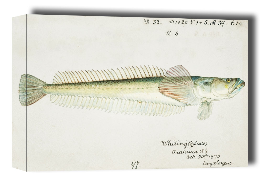 Image of Antique fish crapatulus novaezealandiae sand stargazer, F. E. Clarke - obraz na płótnie Wymiar do wyboru: 70x50 cm