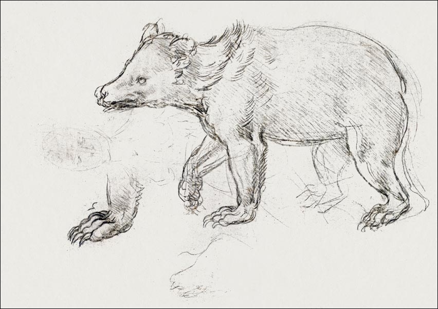 Image of A Bear Walking, Leonardo Da Vinci - plakat Wymiar do wyboru: 59,4x42 cm