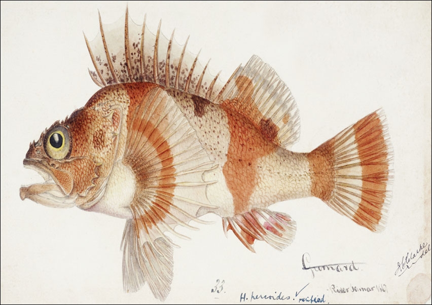 Image of Antique fish helicolenus percoides perch, F. E. Clarke - plakat Wymiar do wyboru: 50x40 cm