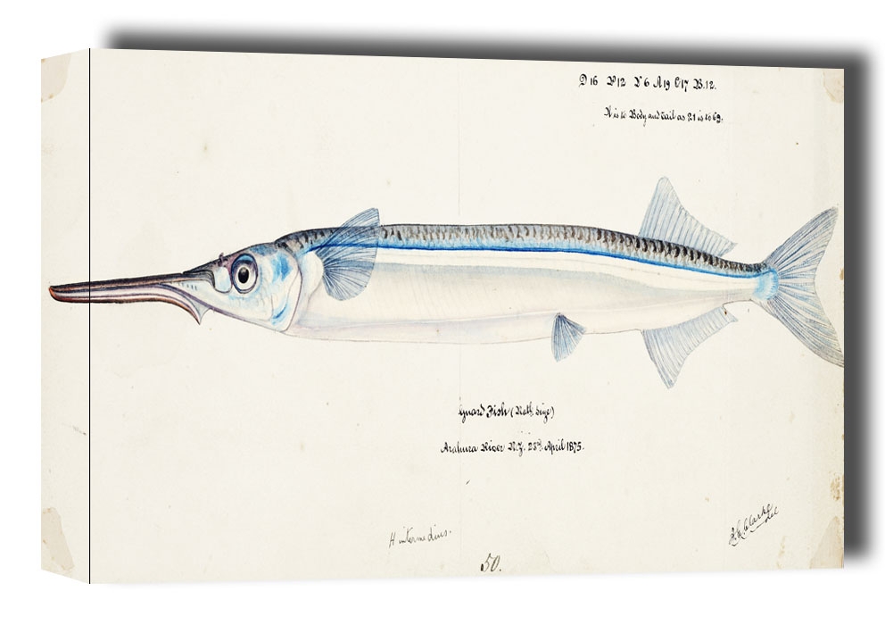 Image of Antique fish Hyporhamphus Melanochir, F. E. Clarke - obraz na płótnie Wymiar do wyboru: 40x30 cm