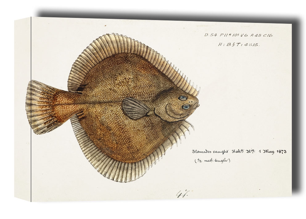 Image of Antique fish Rhombosolea plebeia, F. E. Clarke - obraz na płótnie Wymiar do wyboru: 40x30 cm