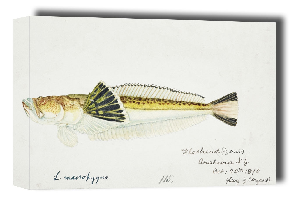 Image of Antique fish leptoscopus macropygus estuarine stargazer, F. E. Clarke - obraz na płótnie Wymiar do wyboru: 70x50 cm