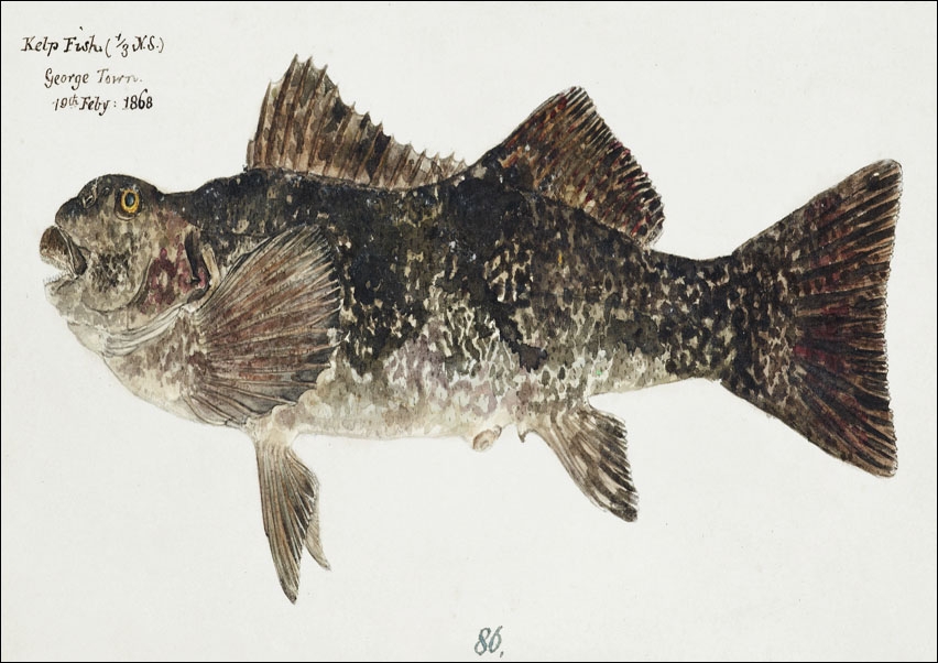 Image of Antique fish aplodactylus arctidens marblefish keke, F. E. Clarke - plakat Wymiar do wyboru: 50x40 cm