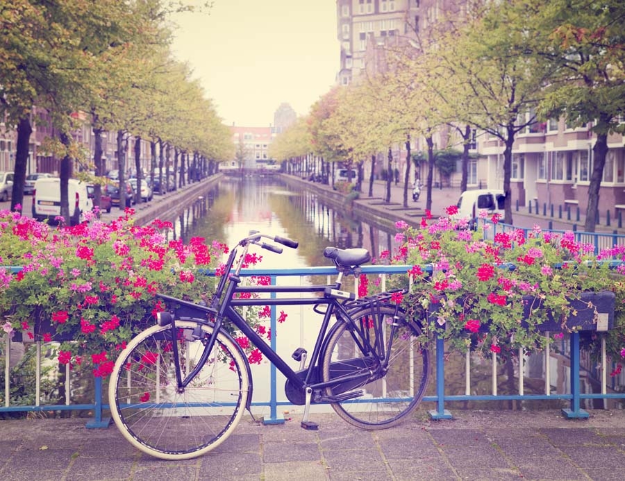 Image of Amsterdam Wiosną Rower wśród Kwiatów - plakat Wymiar do wyboru: 59,4x42 cm