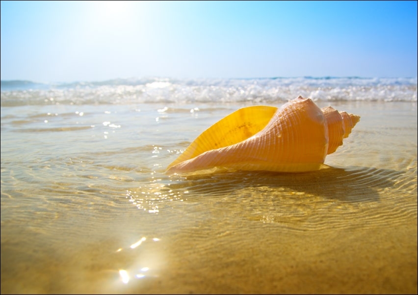 Image of Muszelka na plaży, ocean - plakat Wymiar do wyboru: 30x20 cm