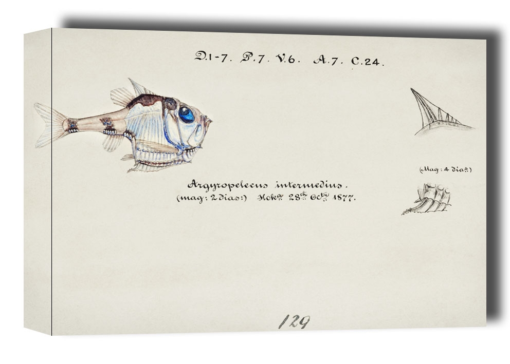 Image of Antique drawing watercolor common hatchetfish marine life, F. E. Clarke - obraz na płótnie Wymiar do wyboru: 50x40 cm