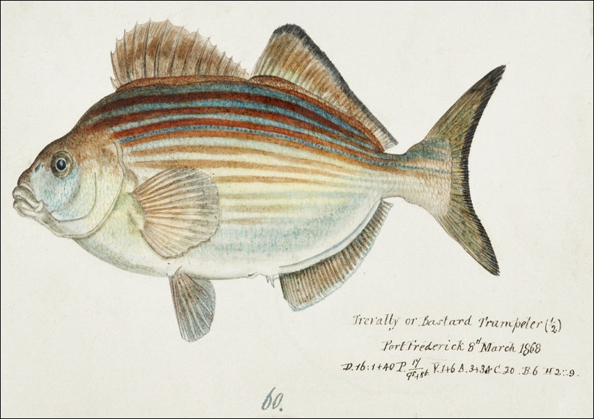 Image of Antique fish latridopsis forsteri copper mok, F. E. Clarke - plakat Wymiar do wyboru: 42x29,7 cm