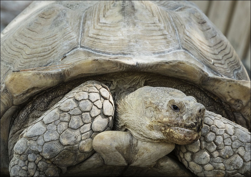 Image of An old turtle, Carol Highsmith - plakat Wymiar do wyboru: 29,7x21 cm