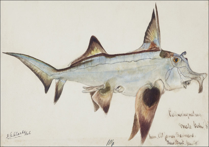 Image of Antique fish callorhynchus milii elephant fish, F. E. Clarke - plakat Wymiar do wyboru: 91,5x61 cm