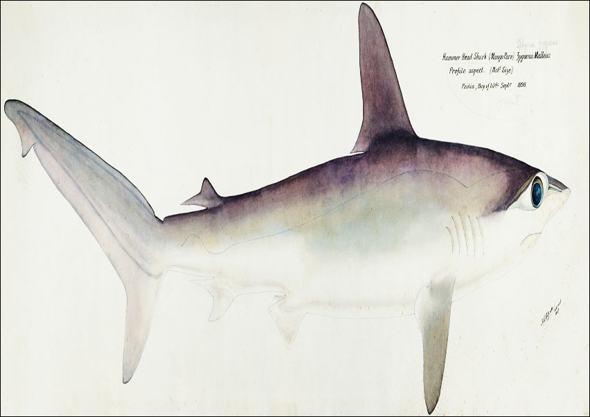 Image of Antique fish Hammerhead Shark, F. E. Clarke - plakat Wymiar do wyboru: 70x50 cm