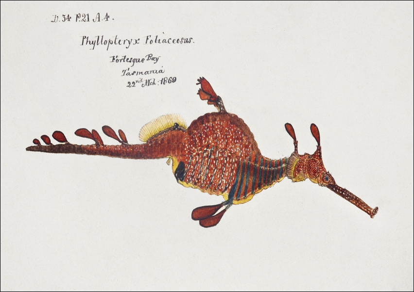 Image of Antique fish phyllopteryx taeniolatus, F. E. Clarke - plakat Wymiar do wyboru: 91,5x61 cm