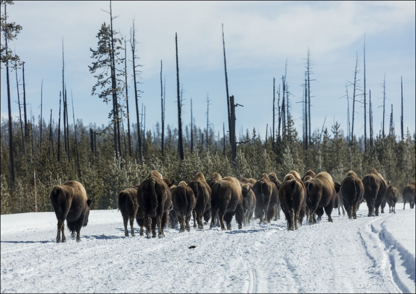 Image of American bison, or buffaloes, Carol Highsmith - plakat Wymiar do wyboru: 50x40 cm