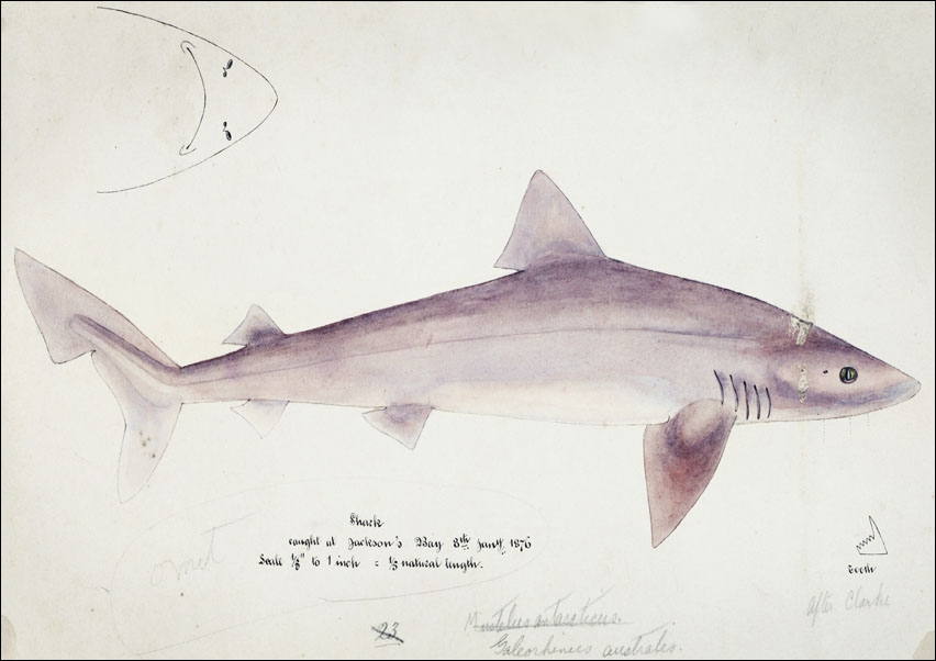 Image of Antique fish Requiem shark, F. E. Clarke - plakat Wymiar do wyboru: 100x70 cm