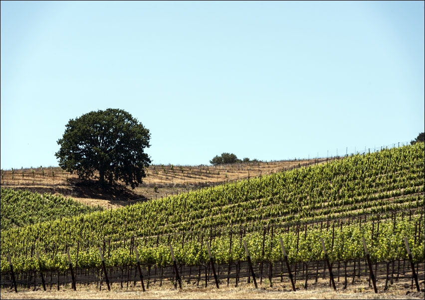 Image of Vineyard in Napa Valley, California, Carol Highsmith - plakat Wymiar do wyboru: 40x30 cm