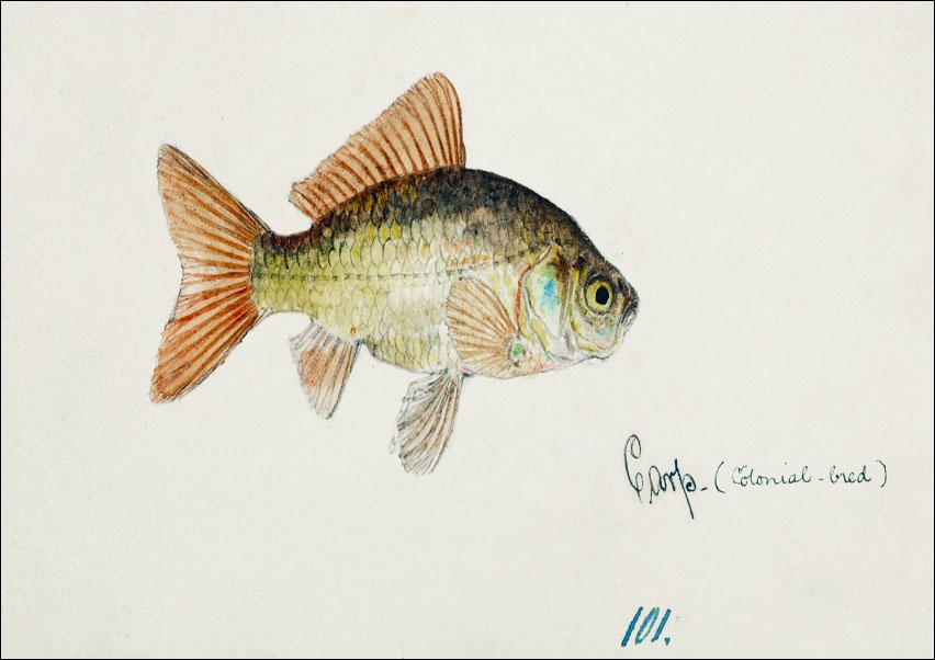 Image of Antique fish Goldfish, F. E. Clarke - plakat Wymiar do wyboru: 50x40 cm