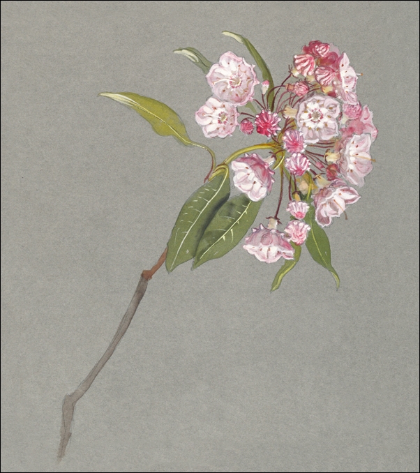 Image of A Bough of Mountain Laurel, Samuel Colman - plakat Wymiar do wyboru: 29,7x42 cm