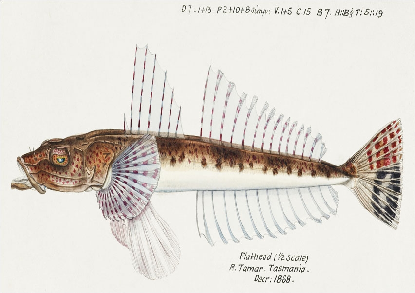 Image of Antique fish platycephalus sp flathead, F. E. Clarke - plakat Wymiar do wyboru: 29,7x21 cm