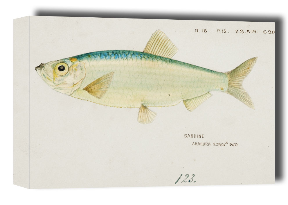 Image of Antique fish Sardine , F. E. Clarke - obraz na płótnie Wymiar do wyboru: 30x20 cm