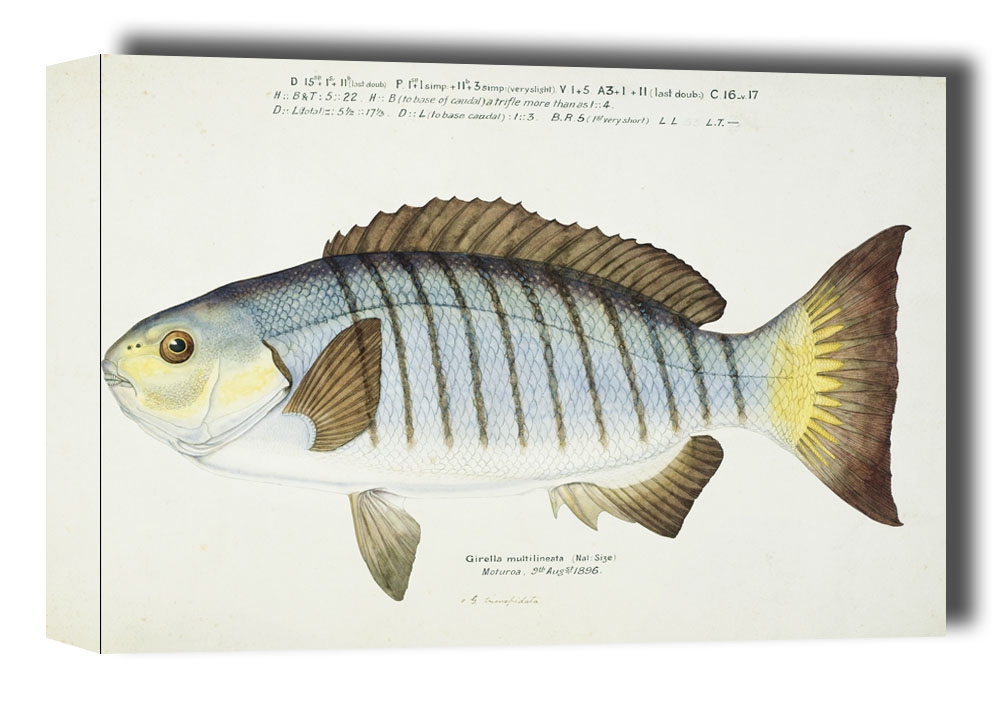 Image of Antique fish Blackfish, F. E. Clarke - obraz na płótnie Wymiar do wyboru: 100x70 cm