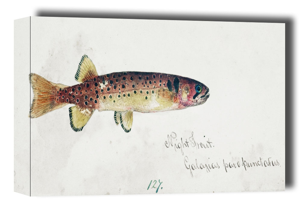 Image of Antique fish Galaxias Maculatus, F. E. Clarke - obraz na płótnie Wymiar do wyboru: 30x20 cm