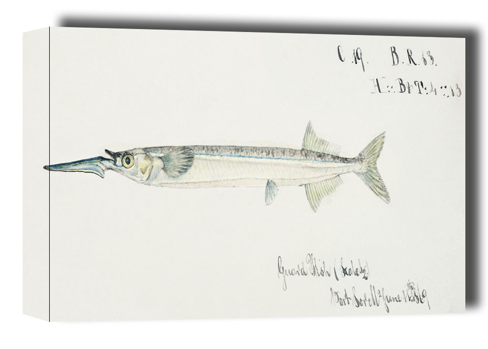 Image of Antique fish hyporhamphus melanochir southern sea garfish, F. E. Clarke - obraz na płótnie Wymiar do wyboru: 60x40 cm