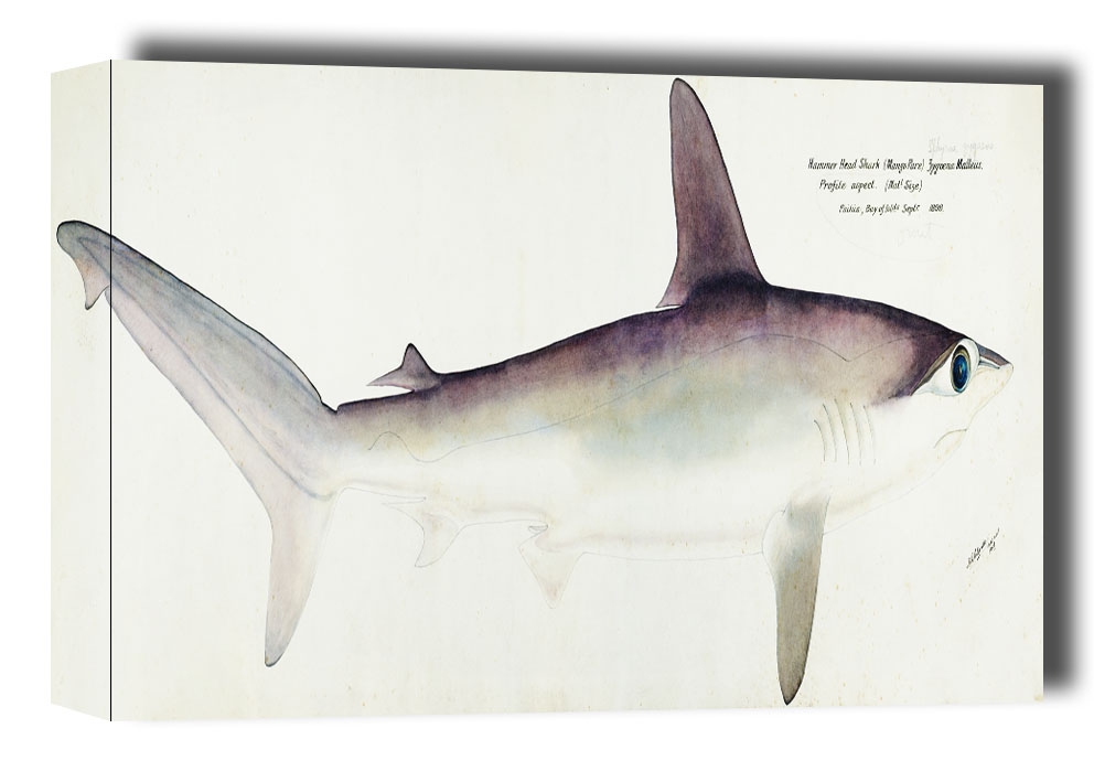 Image of Antique fish Hammerhead Shark, F. E. Clarke - obraz na płótnie Wymiar do wyboru: 50x40 cm