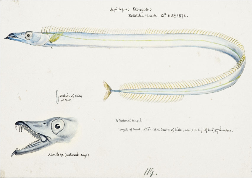 Image of Antique fish Benthodesmus Elongatus, F. E. Clarke - plakat Wymiar do wyboru: 50x40 cm