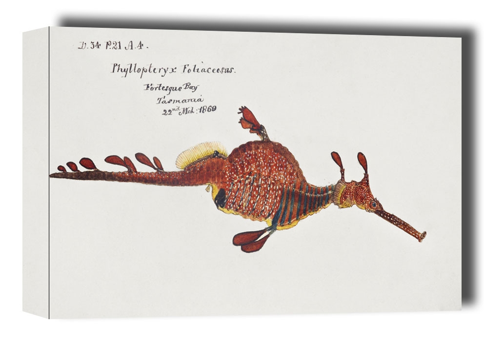 Image of Antique fish phyllopteryx taeniolatus, F. E. Clarke - obraz na płótnie Wymiar do wyboru: 50x40 cm